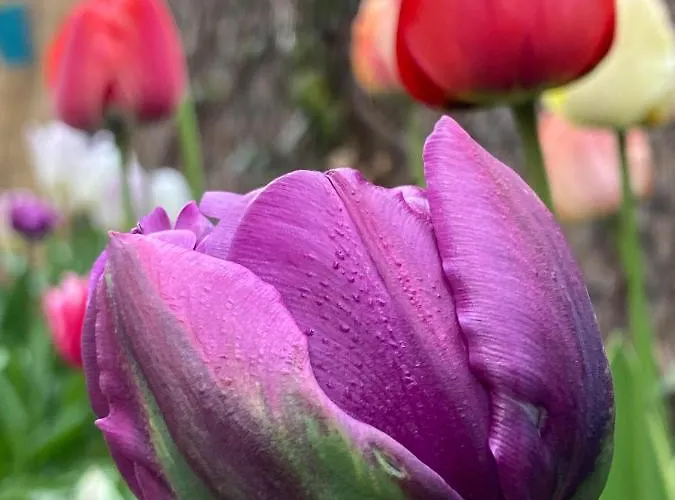 Gyoengyszem Vendeghaz 3*