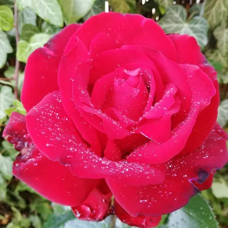 Gyoengyszem Vendeghaz Πανσιόν Έγκερ