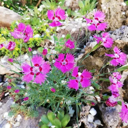 Πανσιόν Gyoengyszem Vendeghaz