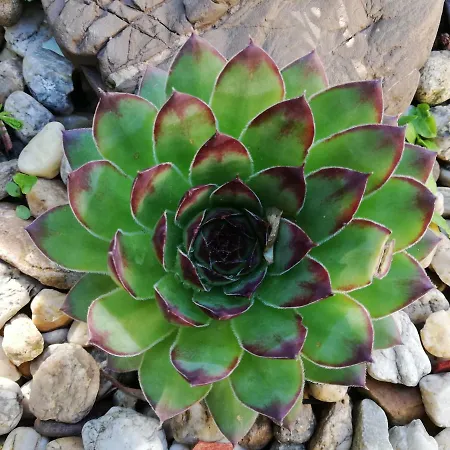 明珠旅馆 3* 埃格尔