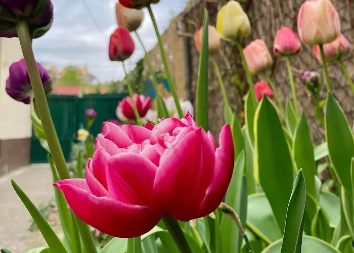 Gyoengyszem Vendeghaz Гостьовий будинок 3*